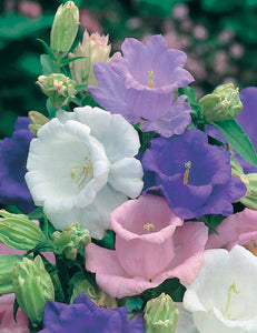 Canterbury Bells Cup & Saucer Mixed