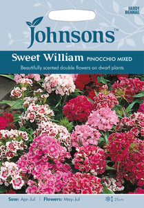 Sweet William Pinocchio Mixed