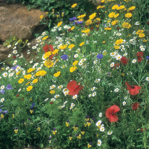 Cornfield Mixture