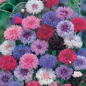 Cornflower Double Mixed