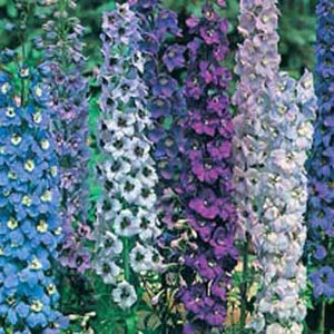 Delphinium Pacific Giants Mixed