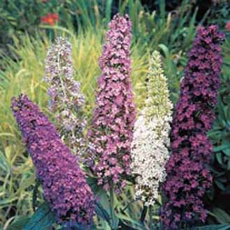 Buddleja Davidii Mixed