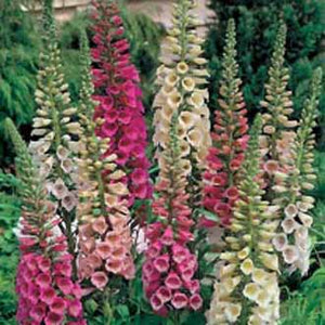 Foxglove Foxy Mixed