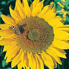 Load image into Gallery viewer, Sunflower Titan
