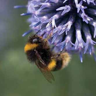 Mixed Bumblebee Friendly Flowers