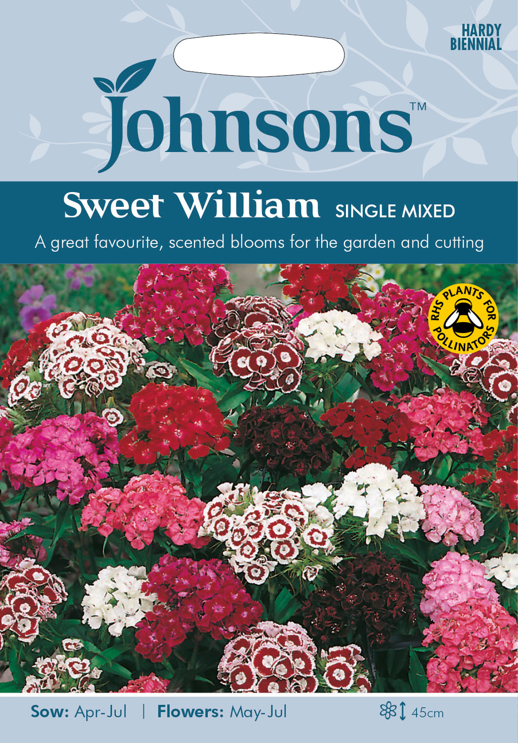 Sweet William Single Mixed