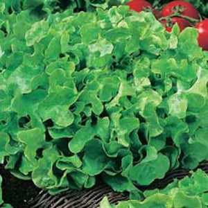 Lettuce Salad Bowl