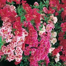 Load image into Gallery viewer, Godetia Azalea Double Mixed
