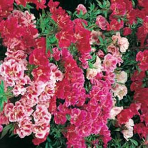 Godetia Azalea Double Mixed