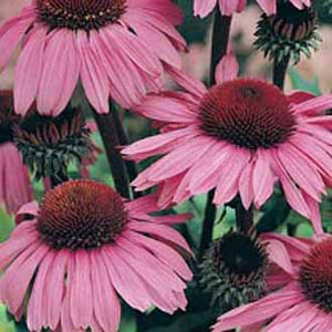 Echinacea Bravado