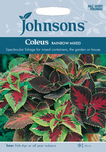 Load image into Gallery viewer, Coleus Rainbow Mixed
