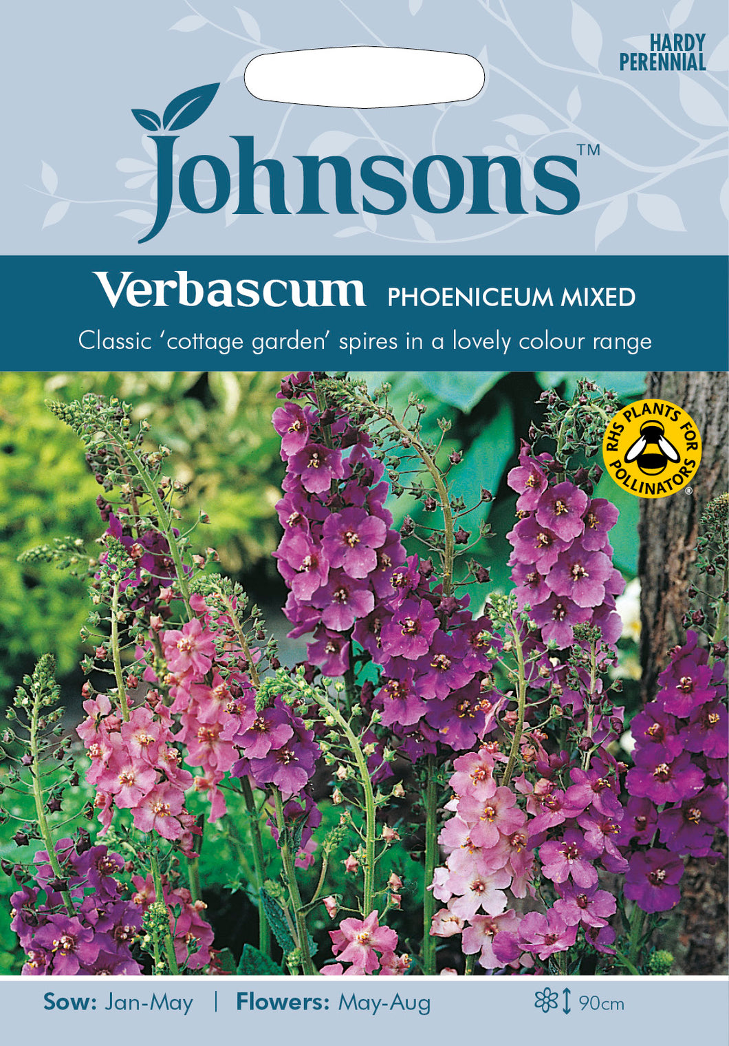 Verbascum Phoeniceum Mixed