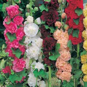 Hollyhock Double Mixed