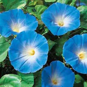 Morning Glory Heavenly Blue