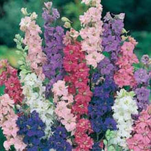 Load image into Gallery viewer, Larkspur Giant Imperial Mixed
