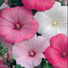 Load image into Gallery viewer, Lavatera Pastel Mixed
