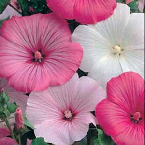 Lavatera Pastel Mixed