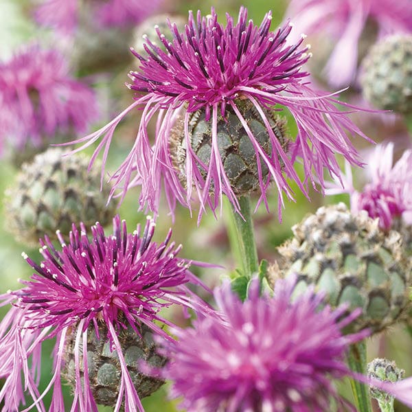 Wf Greater Knapweed