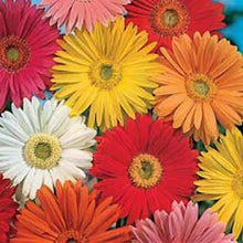 Load image into Gallery viewer, Gerbera Californian Giants Mixed
