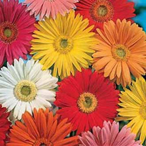 Gerbera Californian Giants Mixed