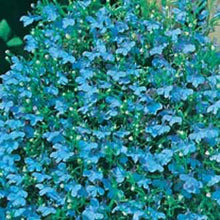 Load image into Gallery viewer, Lobelia Cambridge Blue
