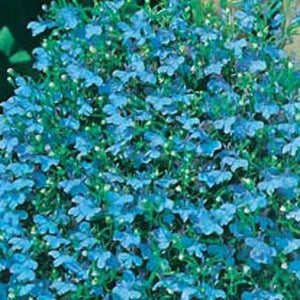 Lobelia Cambridge Blue