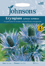 Load image into Gallery viewer, Eryngium Alpinum Superbum
