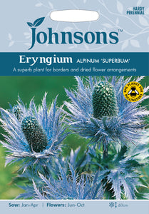 Eryngium Alpinum Superbum