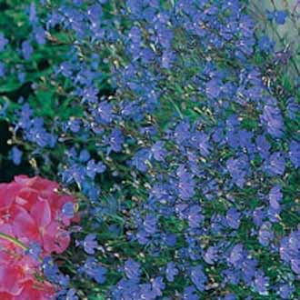 Lobelia (Trailing) Sapphire