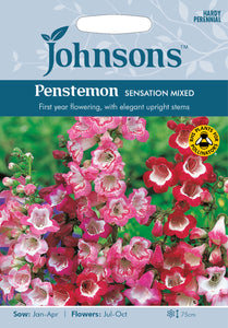 Penstemon Sensation Mixed