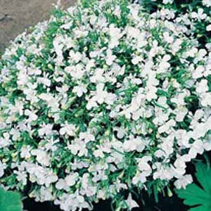 Lobelia White Lady