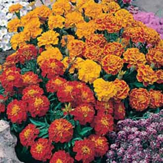 Marigold (French) Bonita Mixed