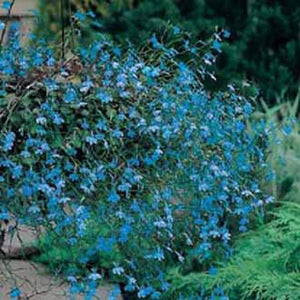 Lobelia (Trailing) Blue Cascade