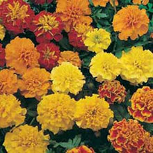 Load image into Gallery viewer, Marigold (French) Dwarf Double Mixed
