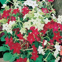 Load image into Gallery viewer, Nicotiana Roulette Mixed F2
