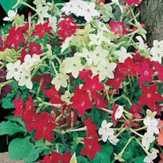 Nicotiana Roulette Mixed F2