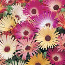 Load image into Gallery viewer, Mesembryanthemum Livingstone Daisy Mixed
