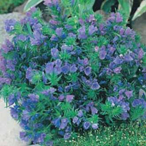 Echium Blue Bedder