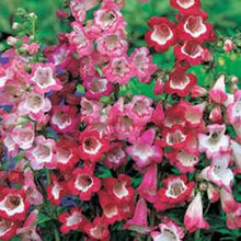 Load image into Gallery viewer, Penstemon Sensation Mixed
