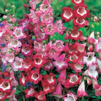 Penstemon Sensation Mixed