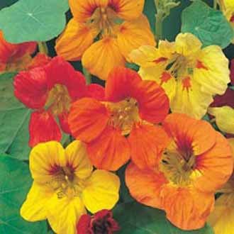 Nasturtium Trailing Single Mixed