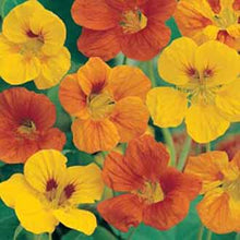 Load image into Gallery viewer, Nasturtium Tom Thumb Mixed
