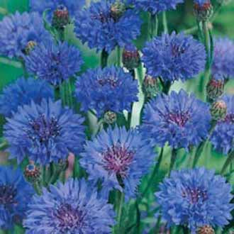 Cornflower Double Blue