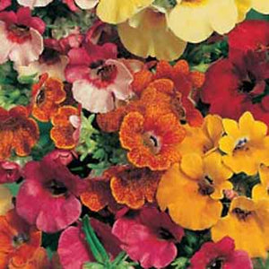 Nemesia Carnival Mixed