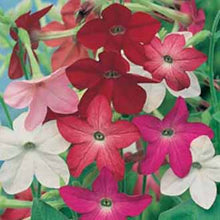 Load image into Gallery viewer, Nicotiana Sensation Mixed
