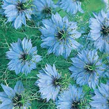 Load image into Gallery viewer, Nigella Miss Jekyll
