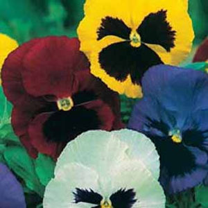 Pansy Swiss Giants Mixed