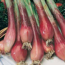 Load image into Gallery viewer, Onion (Spring) Red Toga
