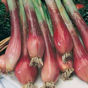 Onion (Spring) Red Toga