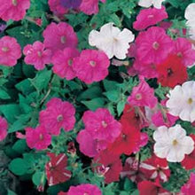 Load image into Gallery viewer, Petunia Bedding Mixed
